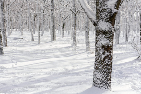 Winter landscape with oak forest on sunny day. Trees covered in snow.