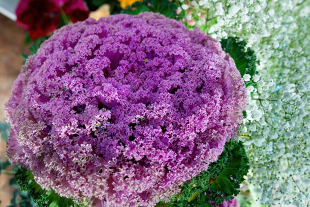 Ornamental cabbage and Purple cabbage crops in flower shop. Ornamental Cabbage Purple Green Kale.