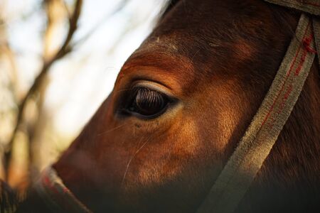 Close-up of a young stallion. On the photo, you could see its eye, lashes and a part of its harness. In the background, you could see a blurred tree.の写真素材