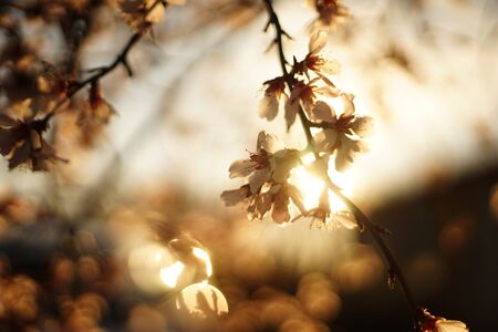 Close-up of pink blossoms of a fruit tree (peach, fig, cherry, etc.). It is back lit from the sun setting down and some reflections from windows.の写真素材
