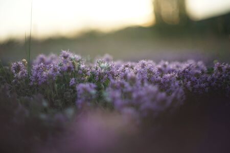 Close-up of wild thyme just before sunrise/ after sunset. The photo is in soft pastel colours and the light is coming from the back. Ideal for alternative medicine ads, tea  ads and culinary ads.の写真素材