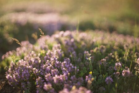 Close-up of wild thyme and yellow grass. The photo is taken during sunrise/ sunset and the light is bright yet soft.の写真素材