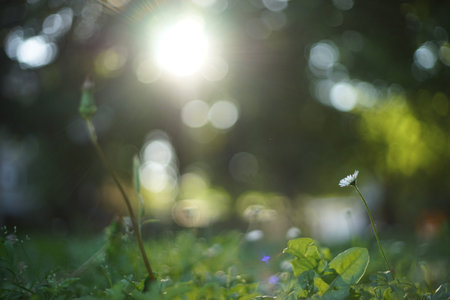 A close-up of a daisy and some generic vegetation in a park. It is back lit by the rising/ setting...