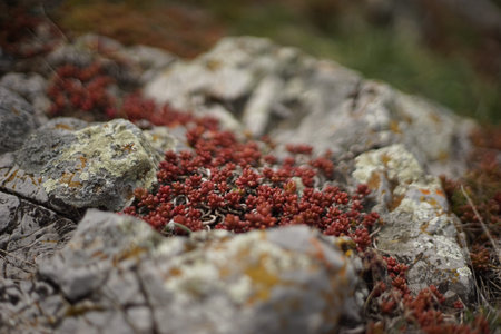 A close -up of some high-mountain vegetation. It's a cacti-like red plant. The photo is taken from...