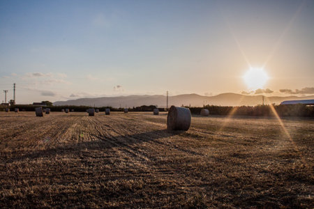 Landscape of wheat bales, with a clear sky, in catalonia