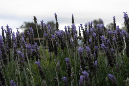 Lavender Blooms in a Serene Field Landscape Shotの写真素材