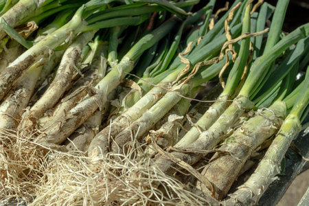 Fresh calcots with soil on roots in daylightの写真素材