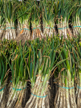 Stacked bunches of calcots with dirt and green leaves,long spring onionsの写真素材