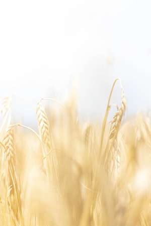 Golden wheat ears with soft blurred background in sunny fieldの写真素材