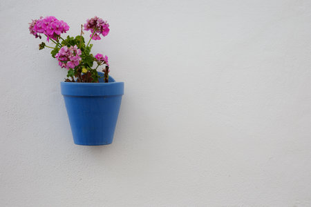 Blue pot with pink geranium flowers on white wallの写真素材