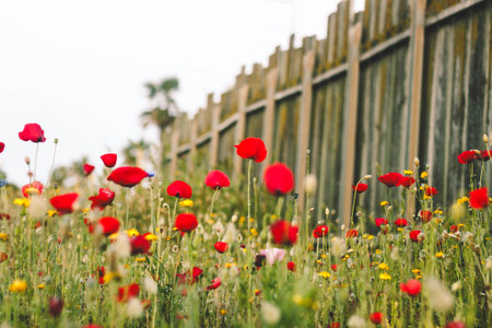 Red poppies and wildflowers growing near a wooden fence on a sunny dayの写真素材