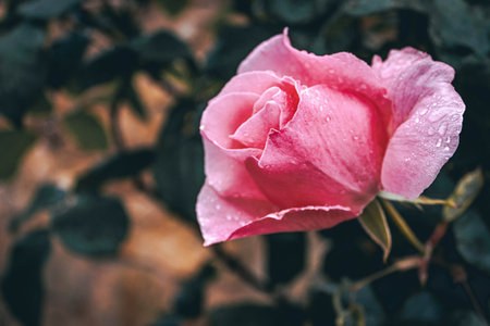 Pink rose with water droplets macro close-up