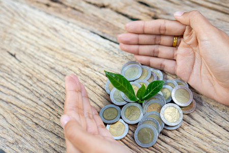 Investment and financial concept, Close up Leaf on coins of growth or investment to profit finance.の写真素材
