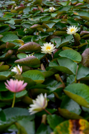 Water liliesの写真素材