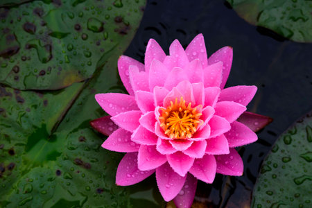 Water lilies