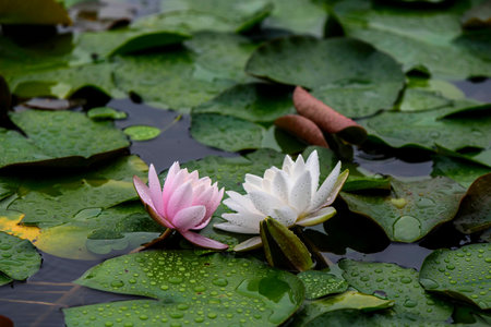 Water lilies