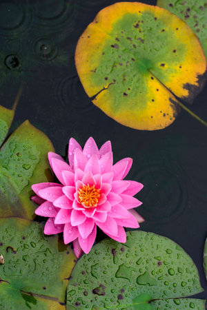 Water liliesの写真素材