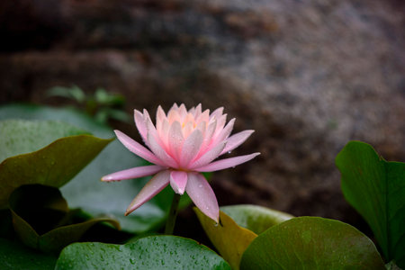 Water liliesの写真素材