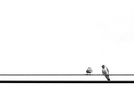 Two birds are clutch on the cable line with white sky in background.の写真素材