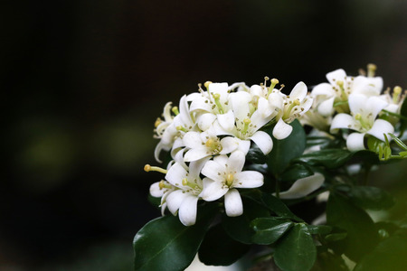White flower bouquet in the background blurred for the background.の写真素材