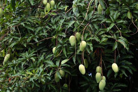 Mangoes on tree waiting for harvest to sale.の写真素材