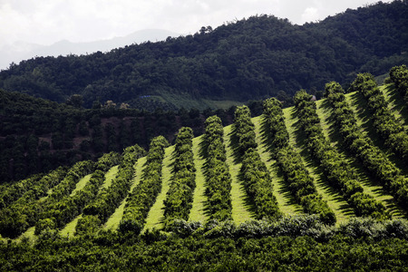 Garden on mountain local style in northern Thailand with very beautiful view.の写真素材