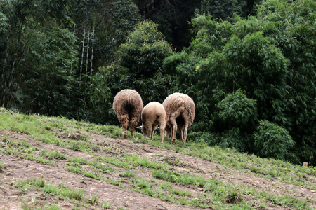 Masses of sheep are eating grass in farm.の写真素材