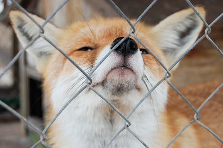 a fox close is in a cageの写真素材