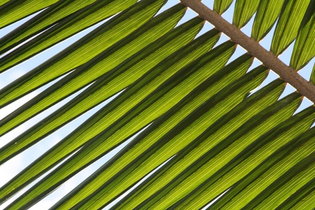 Coconut leaf の素材
