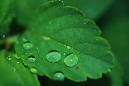 Drop of water into green leaf after rain