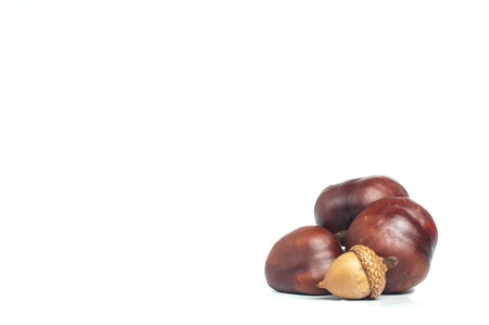 chestnut with crust and acorn on white backgroundの写真素材