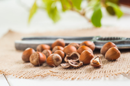 Organic hazelnut on white wooden table background.の写真素材