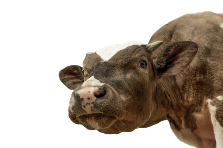 Funny cute cow isolated on white. Talking black and white cow close up.の写真素材