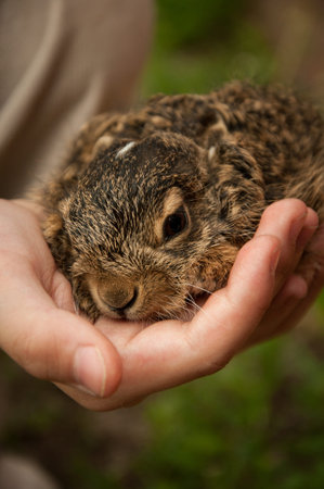 A little hare in the hands of a child