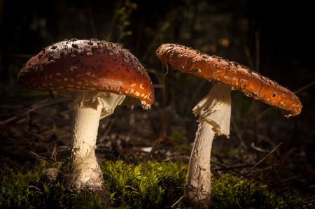 Mushrooms in the forest are illuminated by the sun's rays of light.の写真素材