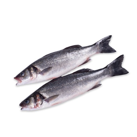 Fresh raw sea bream fish on a white background.の写真素材