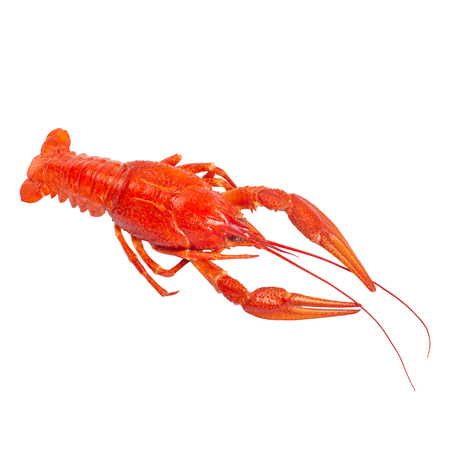 Fresh boiled red crayfish on white background.の写真素材