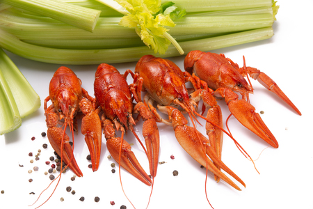 Red boiled crayfish on the white background. Copy space, cardの写真素材