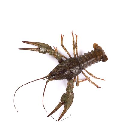 Crawfish. Isolated on a white backgroundの写真素材