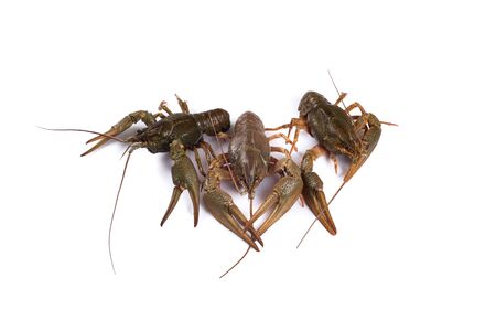 Crawfish. Isolated on a white backgroundの写真素材