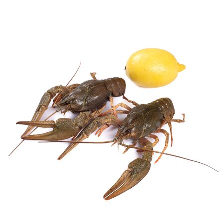 Crawfish. Isolated on a white backgroundの写真素材