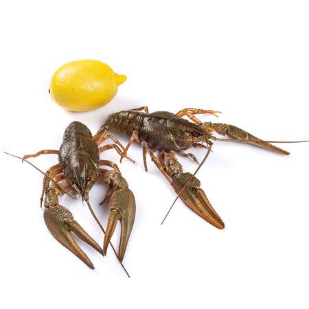 Crawfish. Isolated on a white background.の写真素材