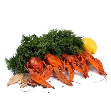 Red boiled crayfish on the white background. Copy space, card.の写真素材