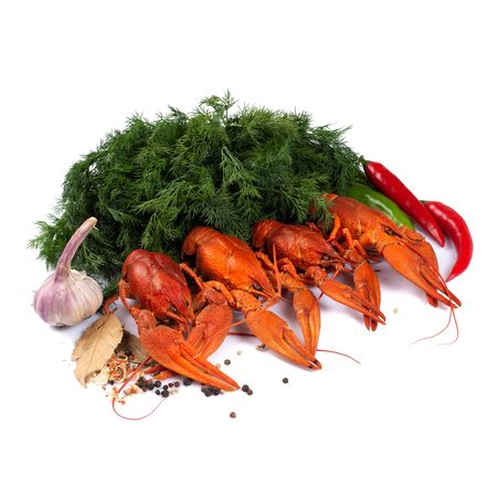 Red boiled crayfish on the white background. Copy space, card.の写真素材