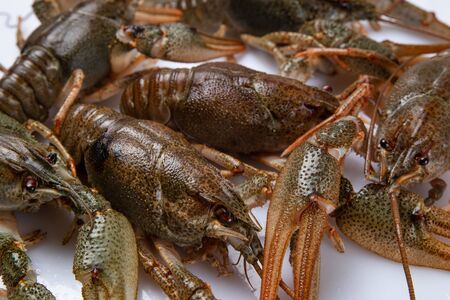 Crayfish. Fresh crayfish on a table in a rustic style, close-up. Lobster closeup.の写真素材