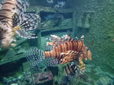 The gorgeous Lionfish swims