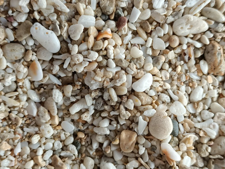 Shell sand, beach, shell, texture, colorful, seaside, animal