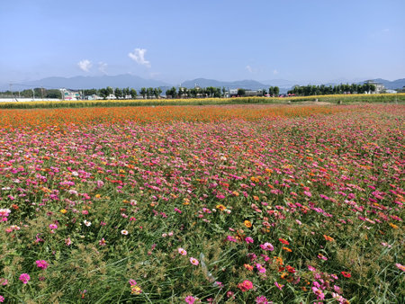 Flower field, flowers, blue sky, plants, flowers, beautiful, sunshine, colorful, colorfulの写真素材