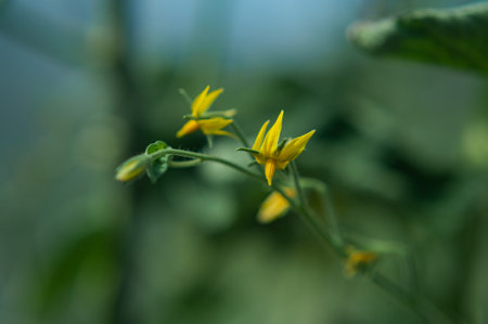 TOMATO FLOWERS, tomato bloom in the greenhouse. high quality photoの写真素材