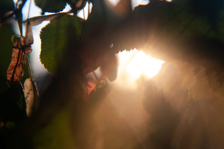 linden tree branches at sunset in the sun. high quality photo